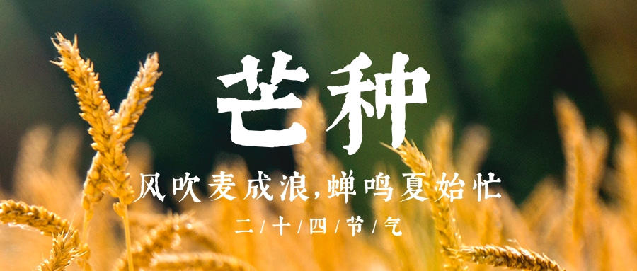 芒种（传统二十四节气）